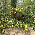 Seville - Piscine Chauffee - Mas Saint-louis 3* Aigues-Mortes